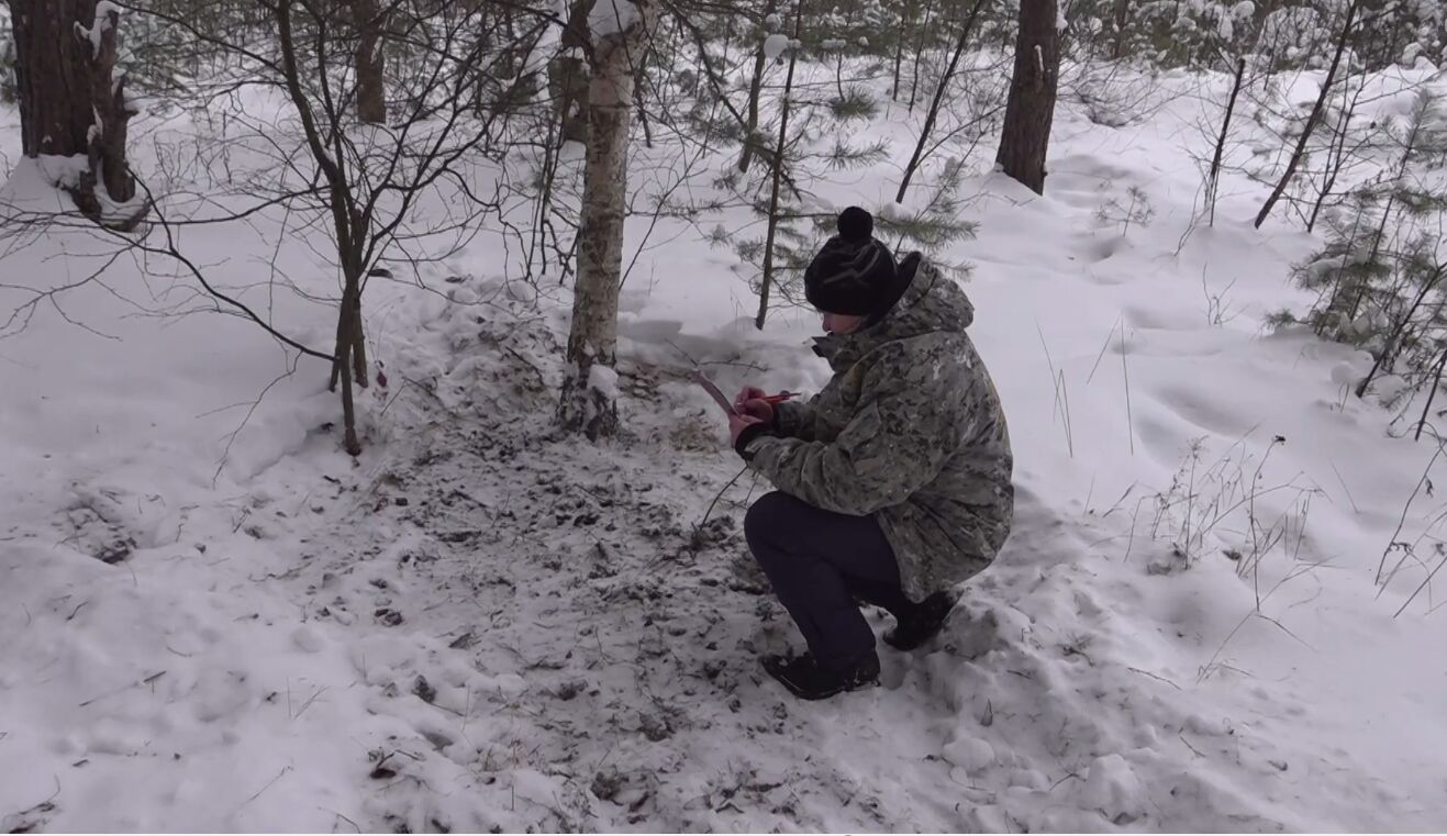 Спилили 27 хвойных деревьев в Пошехонском районе, теперь могут попасть за решетку