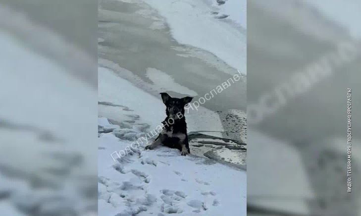 В Ярославле спасли провалившуюся под лед собаку