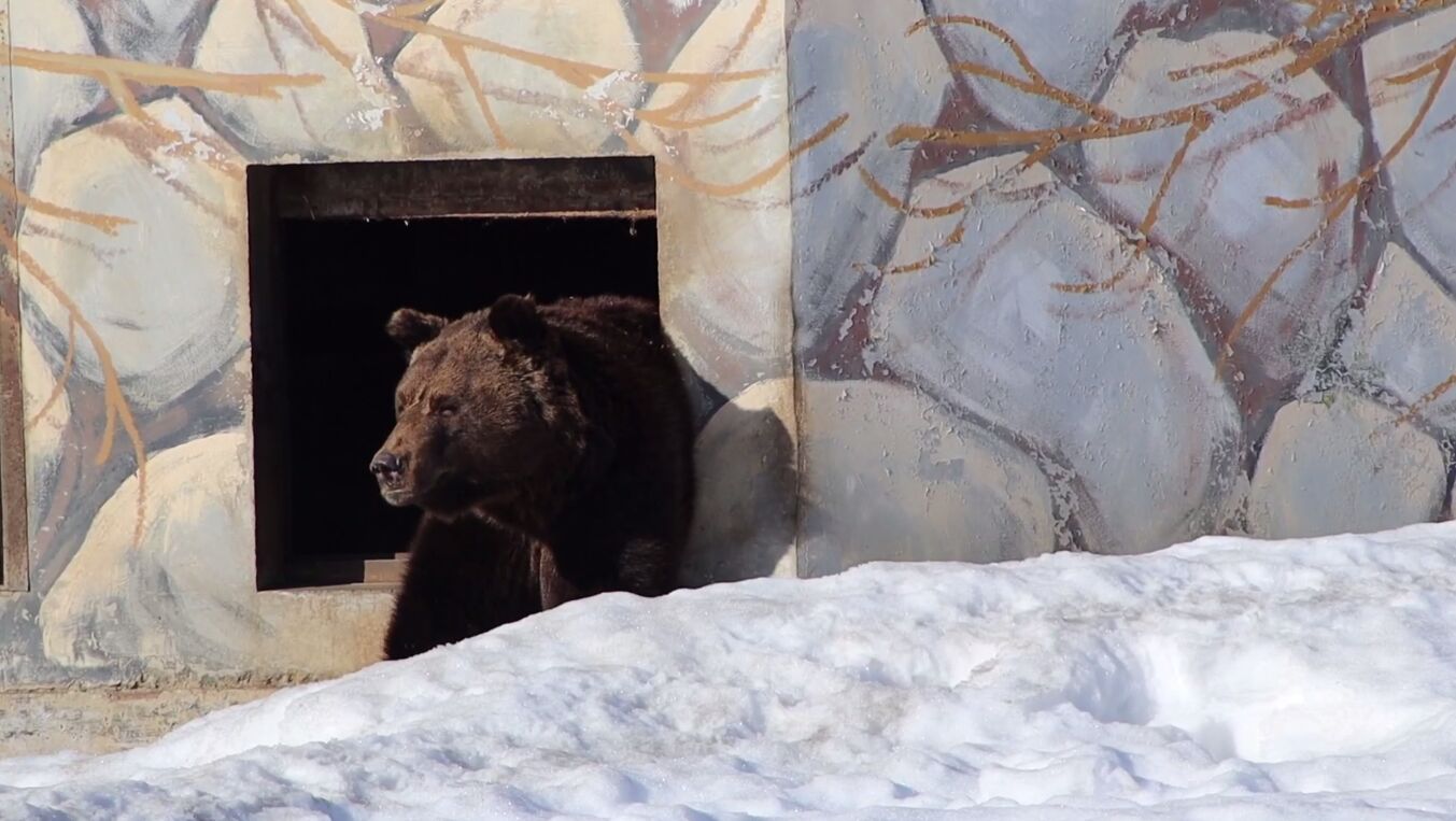 В Ярославском зоопарке поделились видео проснувшихся бурых медведей Топы и Умы
