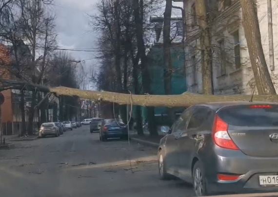 В центре Ярославля дерево раздавило автомобиль
