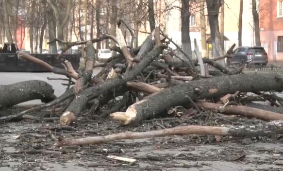 Из-за сильного ветра в Ярославле начало валить деревья