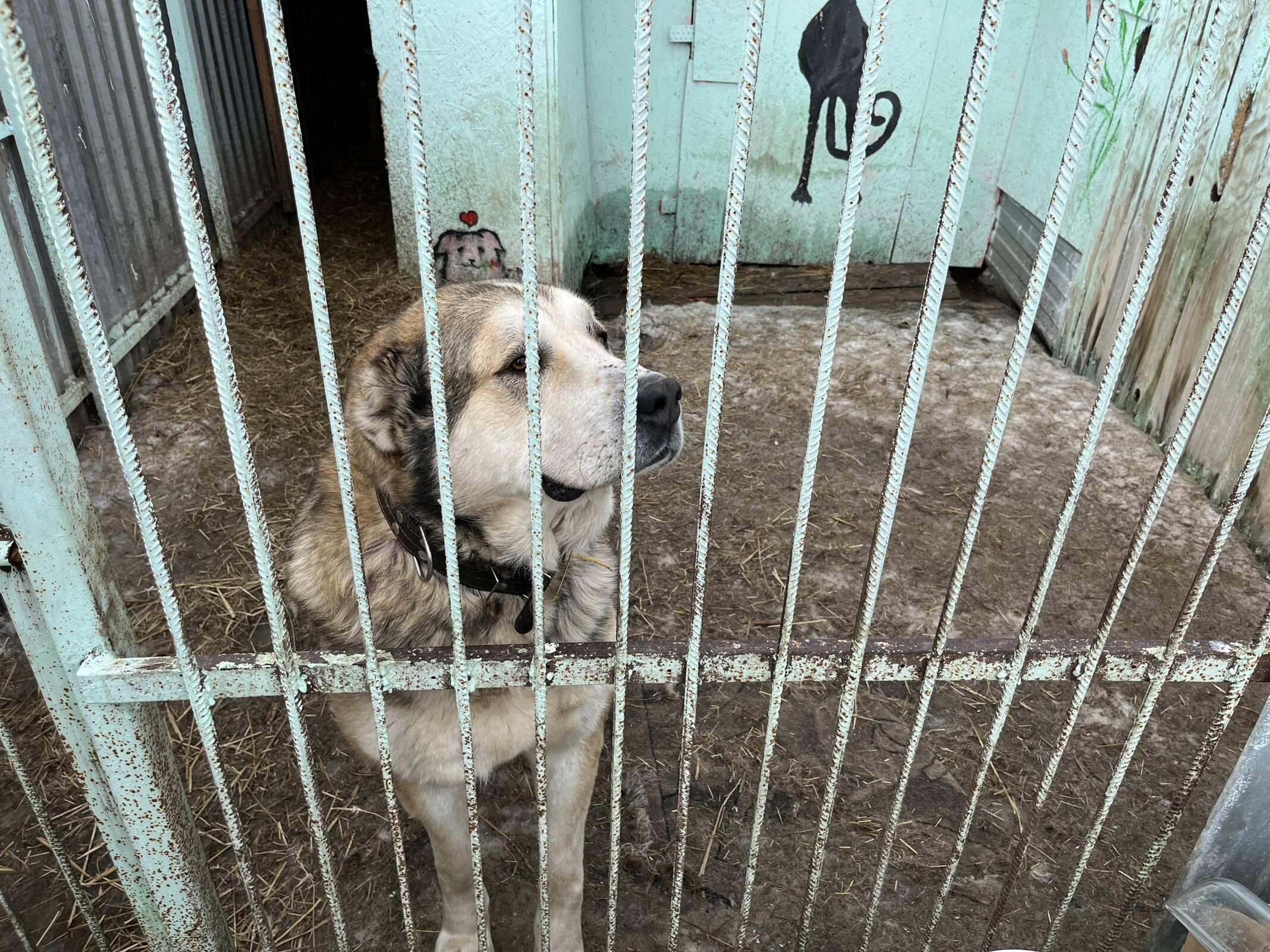 Спорная ситуация по приюту для собак в Тутаеве решается путем переговоров