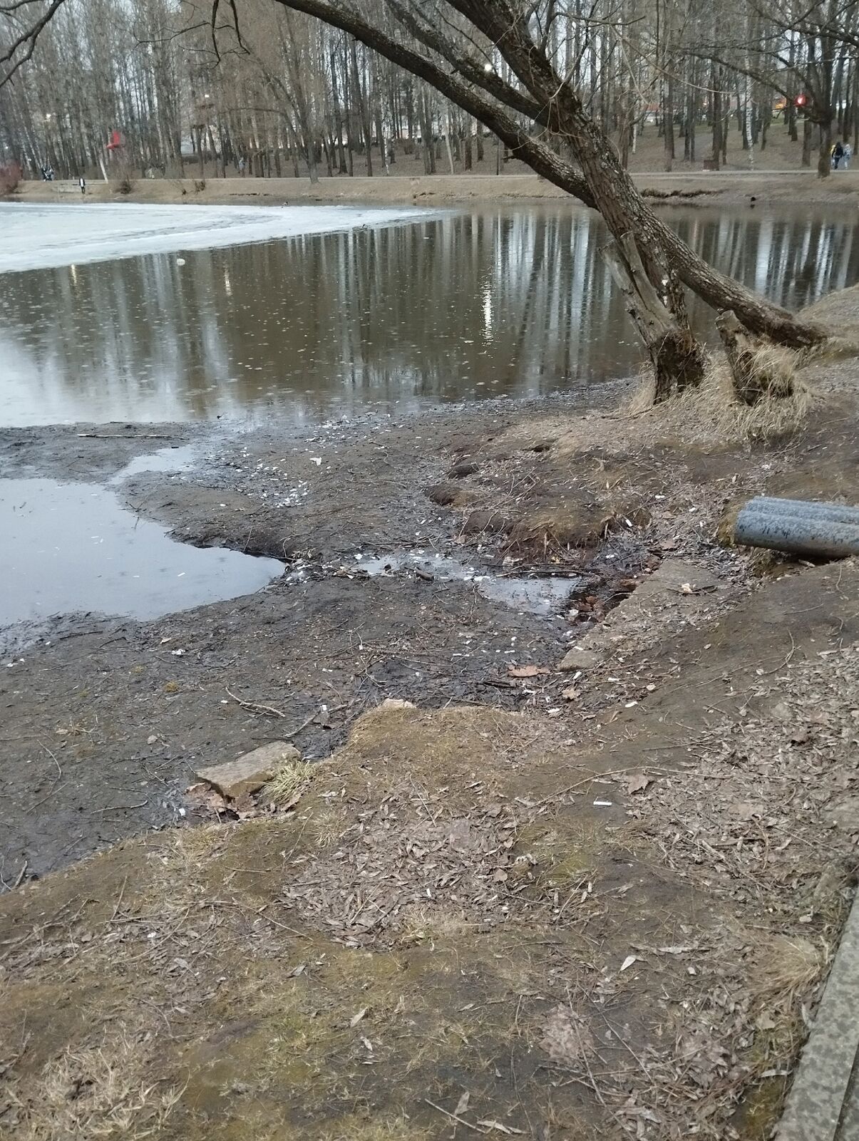 Ярославцы обеспокоены состоянием пруда в парке Нефтяник