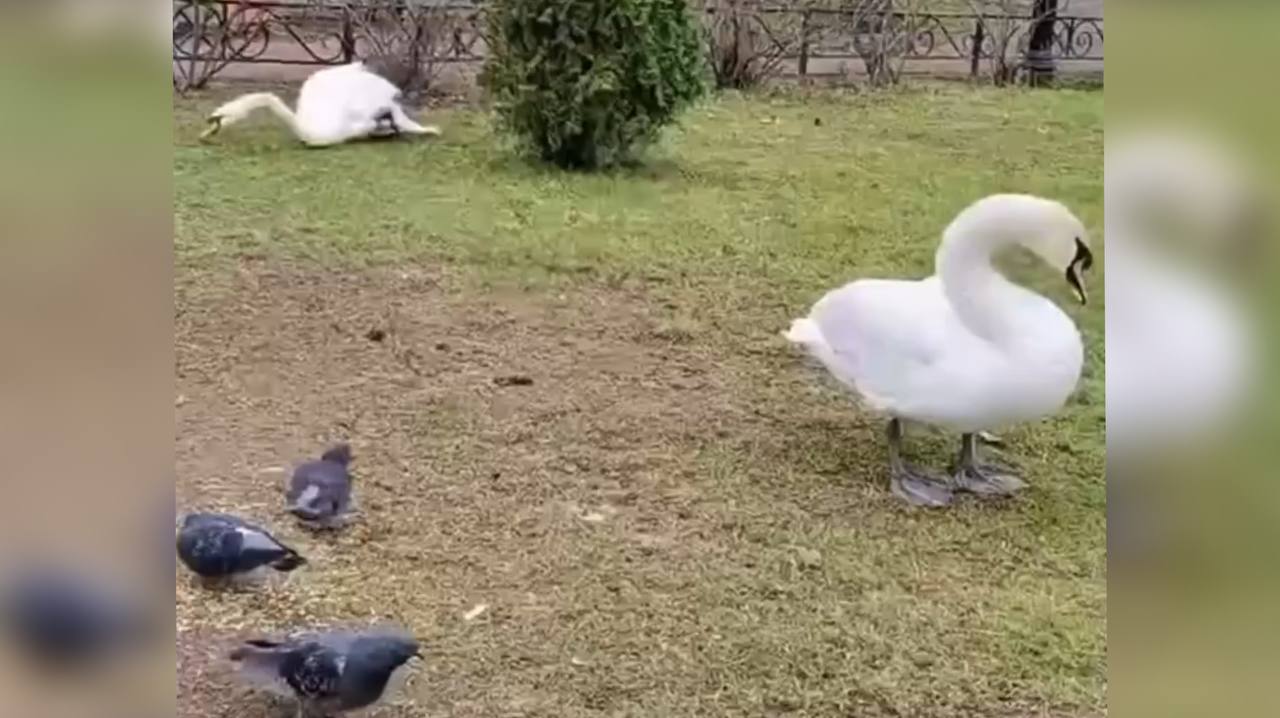 Лебедю из рыбинского Карякинского сада нашли ветеринара