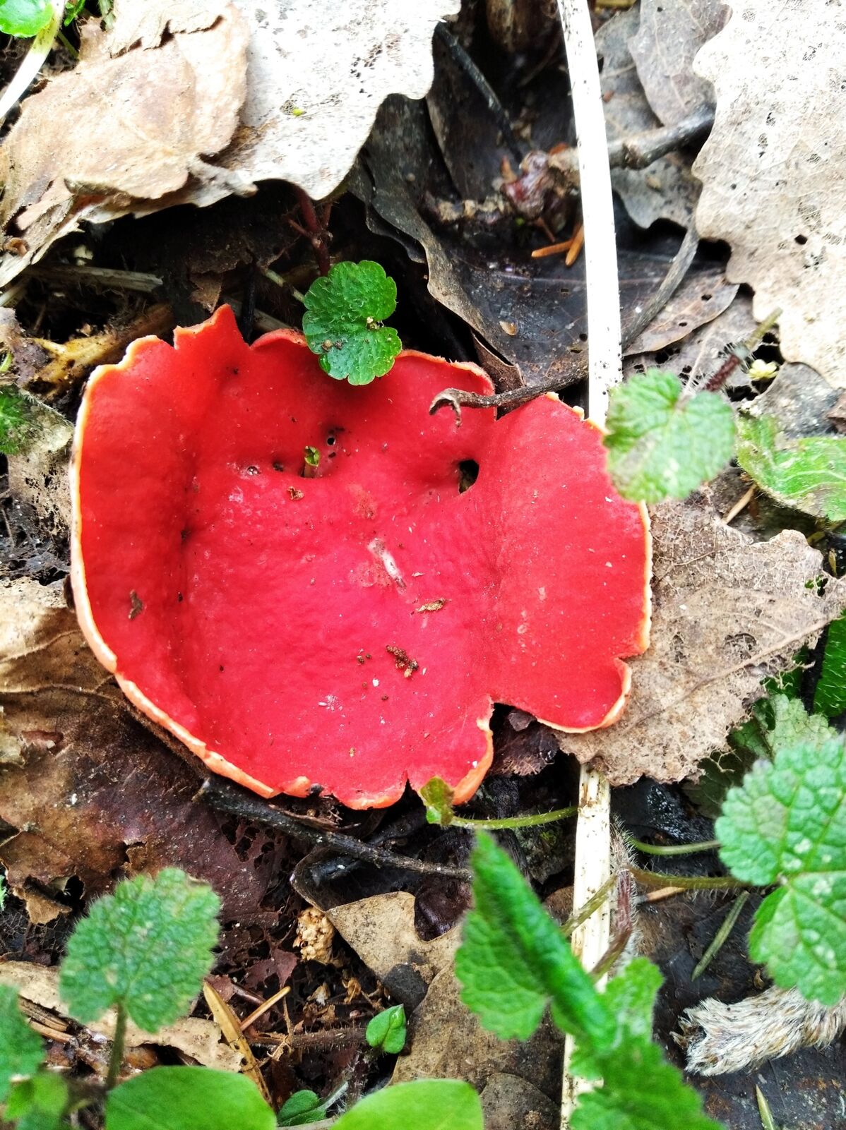 В ярославский лесах найден редкий гриб
