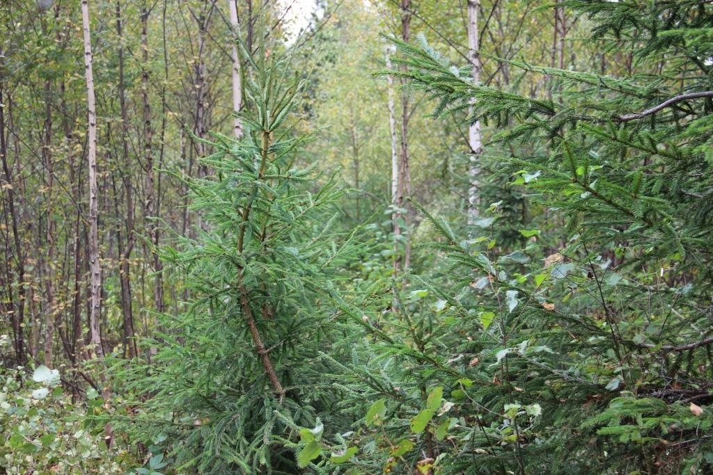 Более 40 нарушений лесного законодательства выявлено и пресечено в регионе с начала года