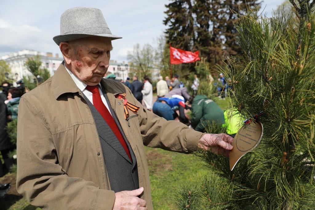 Кедровые сосны в память об участниках Великой Отечественной Войны высадили в сквере Ярославля
