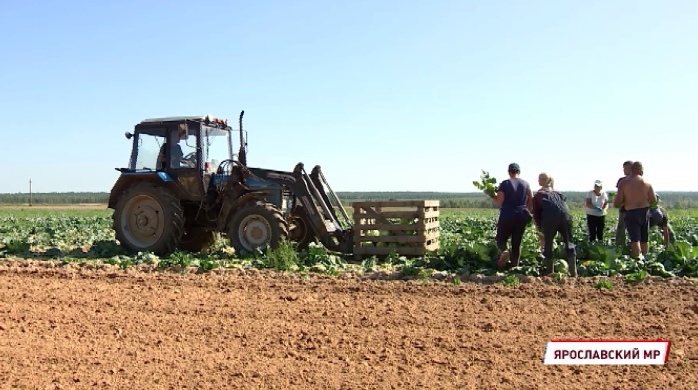 Фермерских продуктов из Ярославской области станет больше