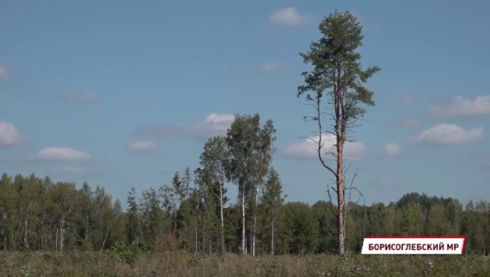 В Ярославской области в рамках восстановления леса высадят 28 миллионов деревьев