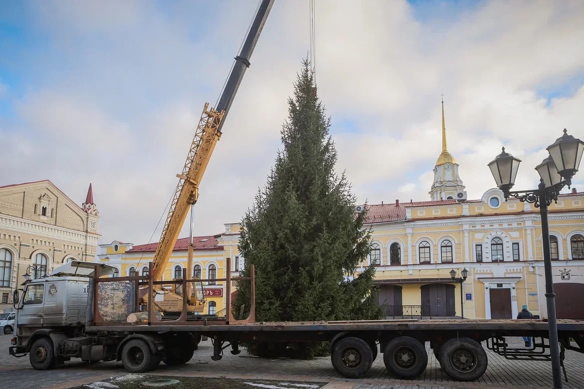 Жительница Рыбинска подарила городу 15-метровую ель